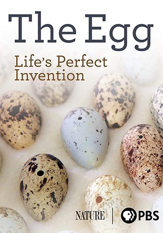 The Egg: Life’s Perfect Invention