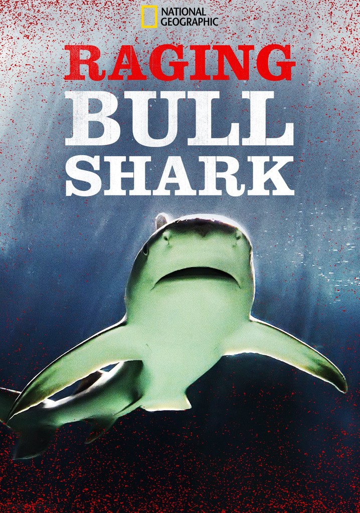 Raging Bull Shark