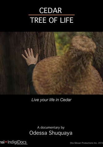 Cedar Tree of Life
