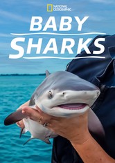 Baby Sharks