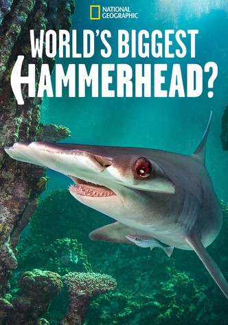 World's Biggest Hammerhead?