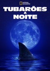 Tubarões à Noite