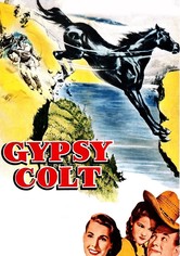 Gypsy Colt