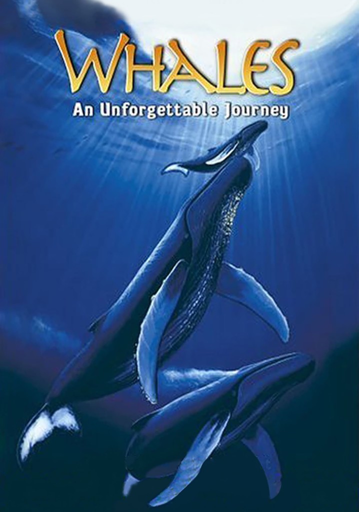Whales: An Unforgettable Journey