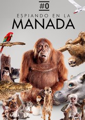 Espiando en la manada