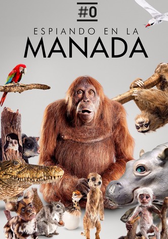 Espiando en la manada