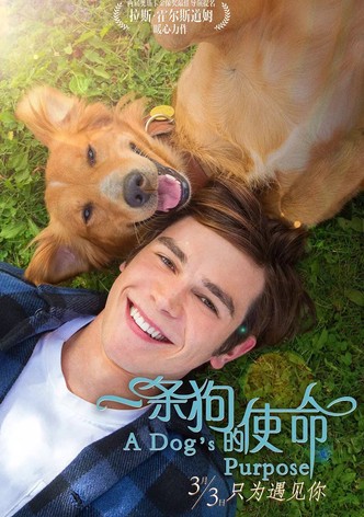一条狗的使命