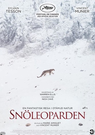 Snöleoparden