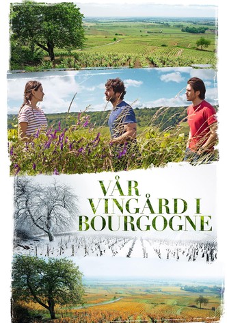 Vår vingård i Bourgogne