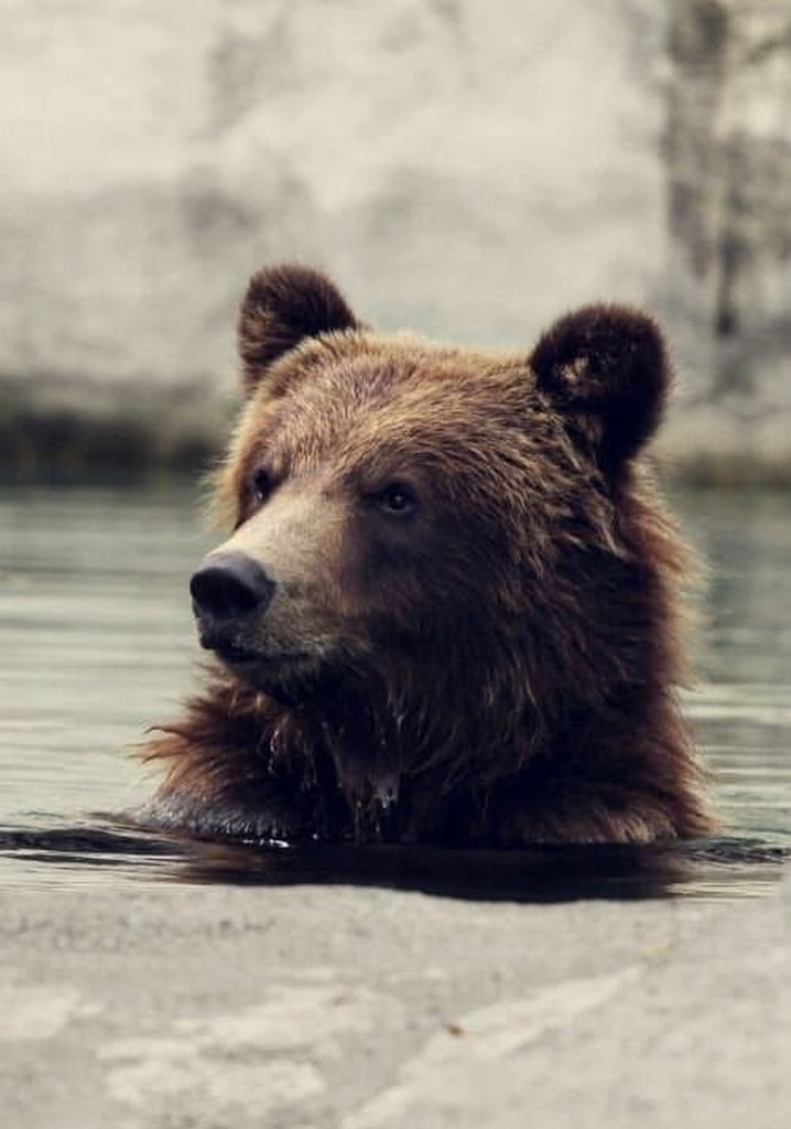 Seul au milieu des ours