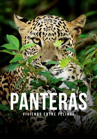 Panteras: Viviendo entre felinos