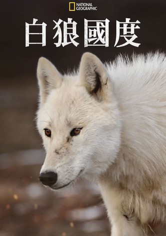 雪狼王国