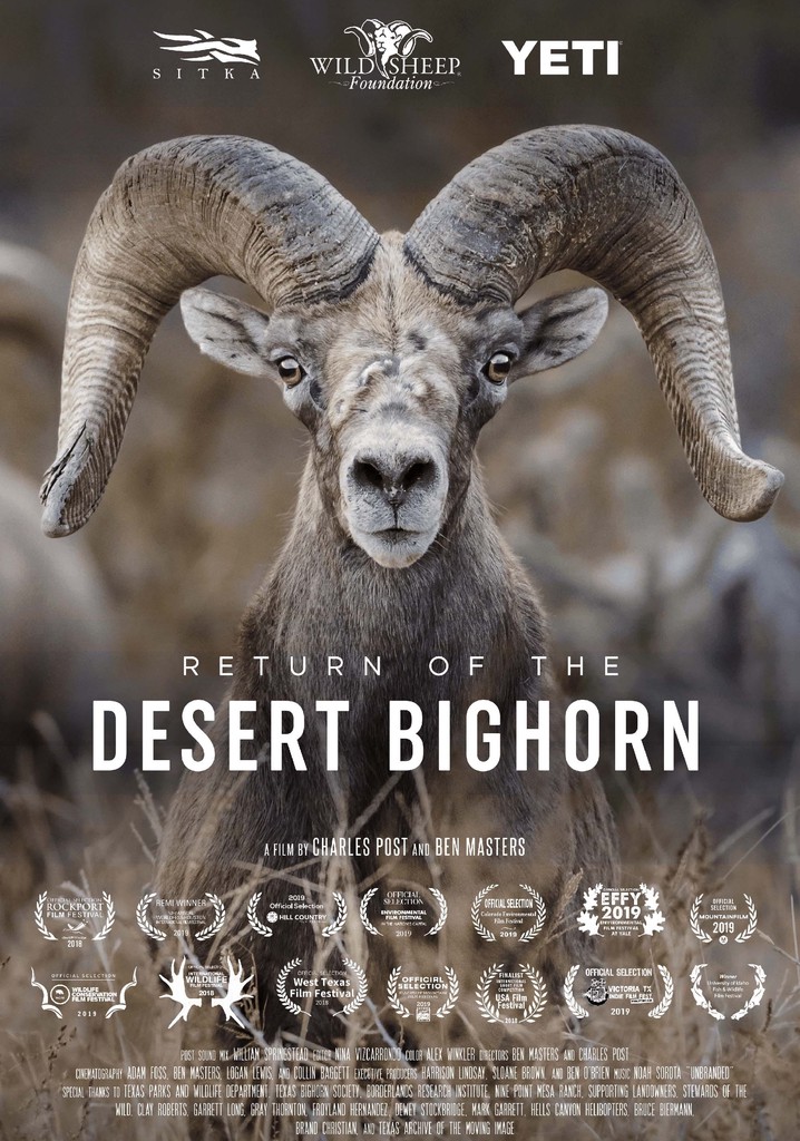 Return of the Desert Bighorn