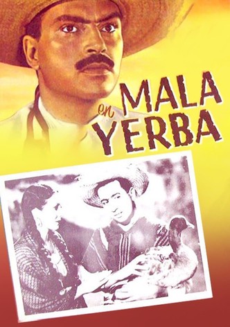 Mala yerba