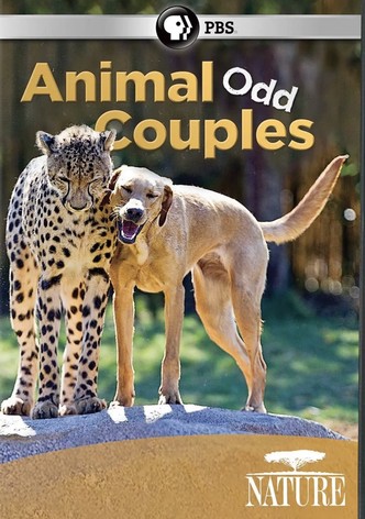 Animal Odd Couples