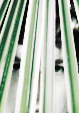 Longing of the idle plants