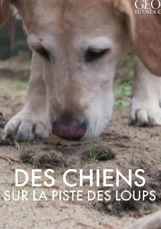 GEO Reportage - Des chiens sur la piste des loups