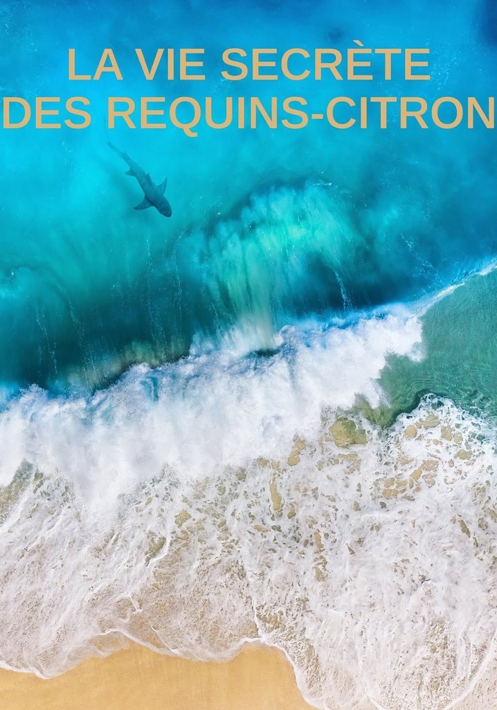 La vie secrète des requins citron