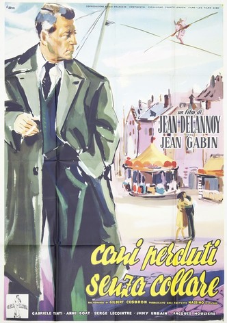 Cani perduti senza collare