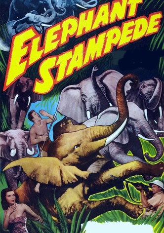 Elephant Stampede