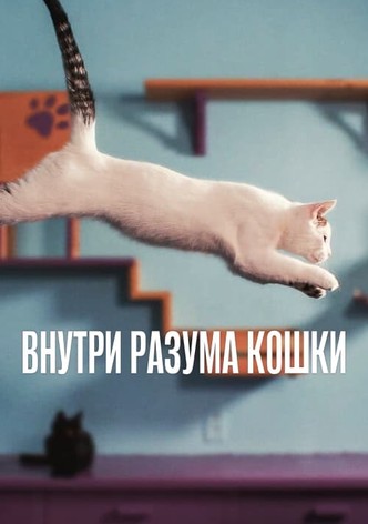 Внутри разума кошки