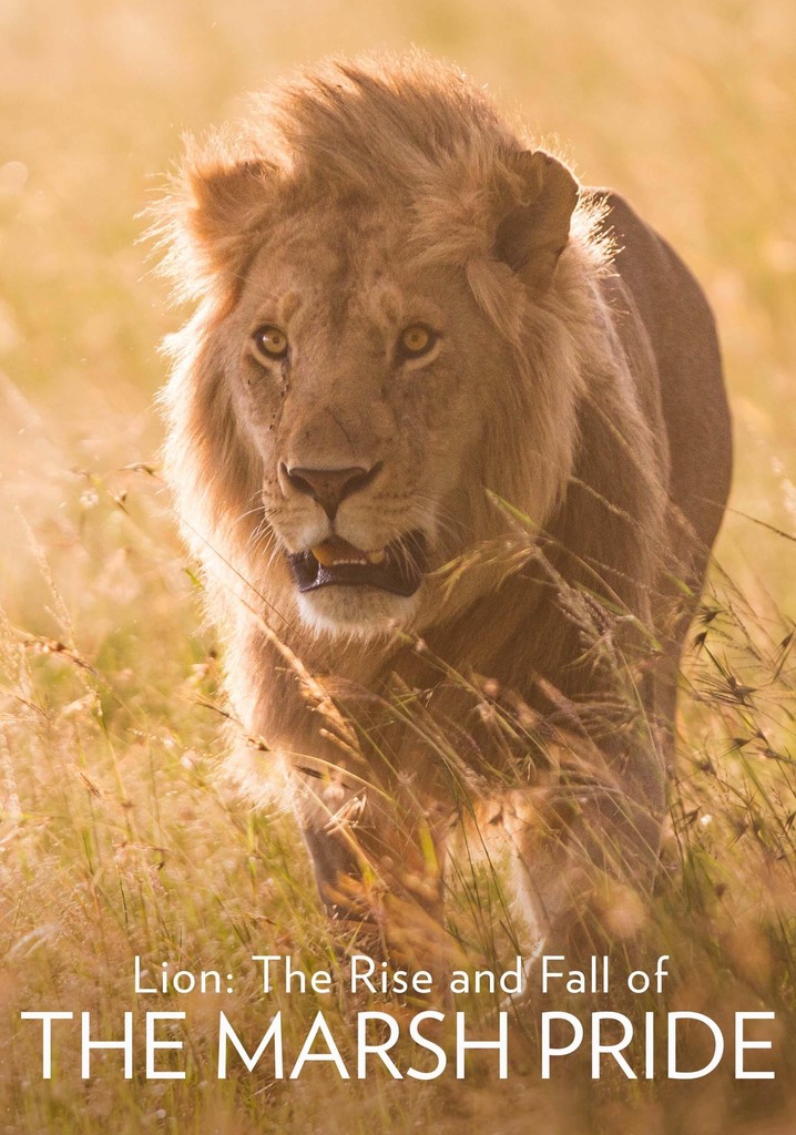 Lion: The Rise and Fall of the Marsh Pride