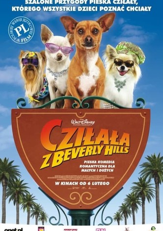 Cziłała z Beverly Hills