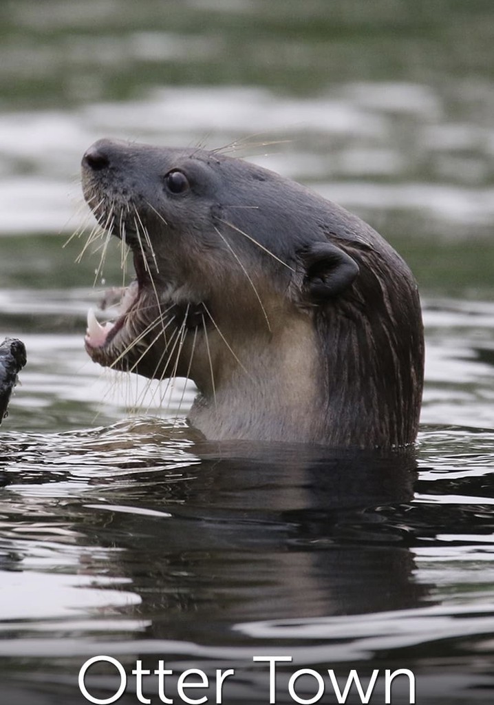 Otter Town