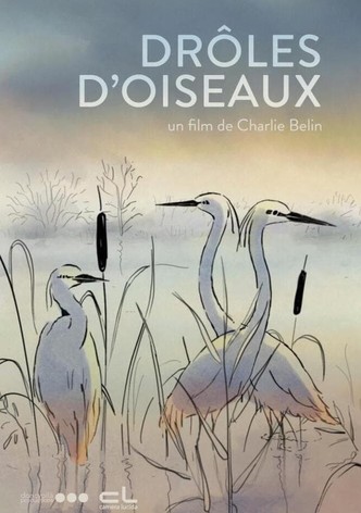 Drôles d'oiseaux