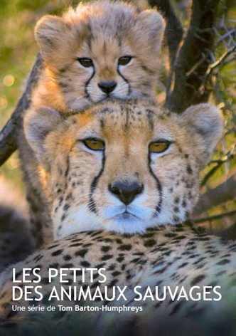 Les animaux sauvages et leurs petits