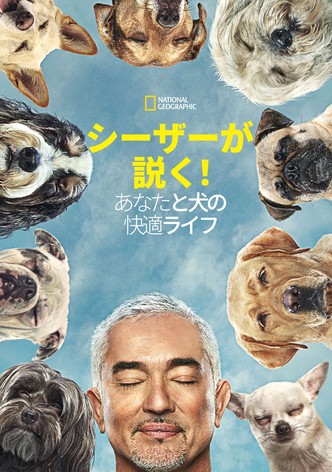 シーザーが説く！あなたと犬の快適ライフ