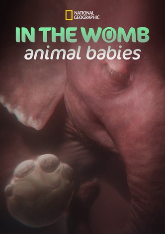 In the Womb: Animal Babies
