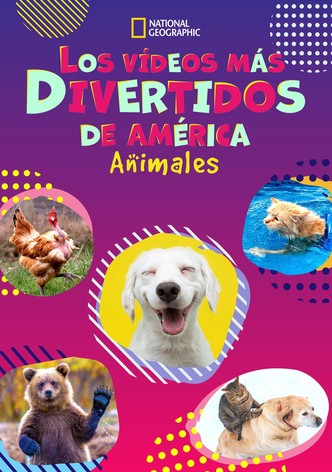 VER AHORA 7.1 Los vídeos caseros más divertidos de América, animales.