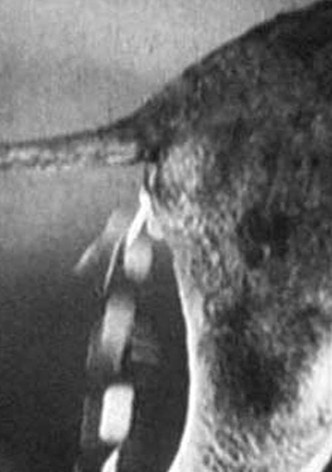 Tischlein deck dich, Eselein streck dich, Knüppel aus dem Sack