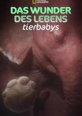 Das Wunder des Lebens: Tierbabys