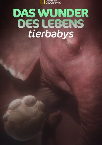 Das Wunder des Lebens: Tierbabys