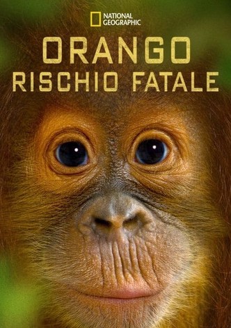 Orango rischio fatale