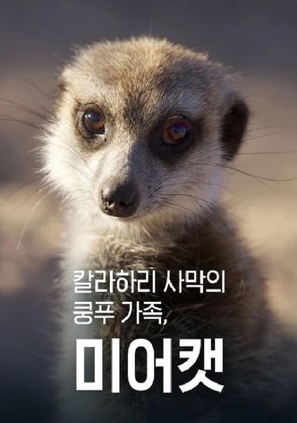 칼라하리 사막의 쿵푸 가족, 미어캣