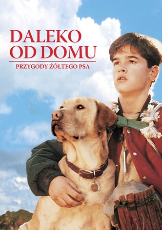Daleko od domu: Przygody żółtego psa