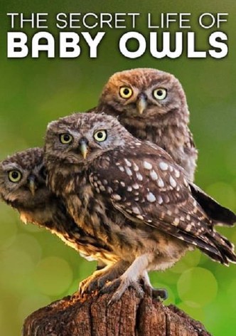 The Secret Life of Owls