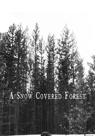 A Snow Covered Forest