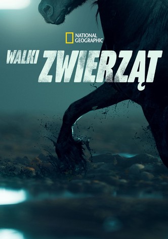Walki zwierząt