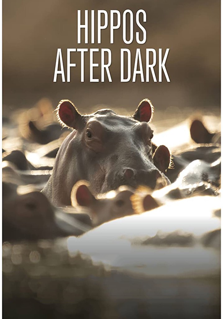 Hippos After Dark
