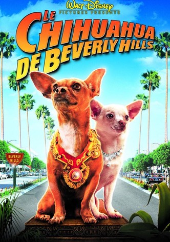 Le Chihuahua de Beverly Hills