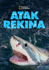 Atak rekina