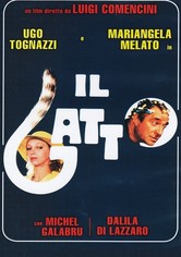 Il gatto