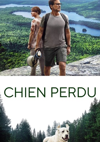 Chien perdu