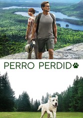 Perro perdido