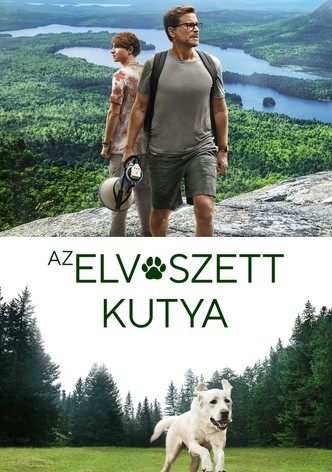 Az elveszett kutya