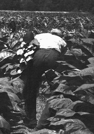 The Back-breaking Leaf
